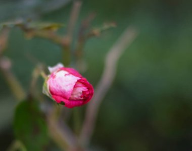 Bahçede kırmızı güller.