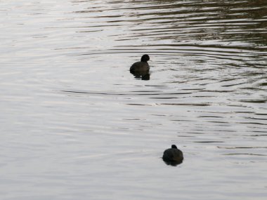 Avrasyalı bir yaban ördeği bir gölde yüzüyor