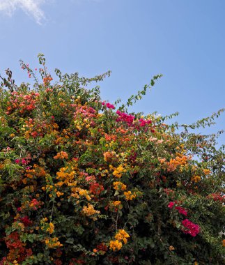 Colorful of Bougainvillea spectabilis (great bougainvillea) flowers. The beautiful multicolored of bougainvillea flowers planted in the garden. Nature background. Bougainvillea flower, Paper flower.