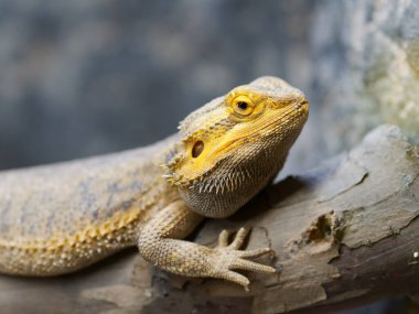 Doğal bir müzede agama agama kertenkelesi