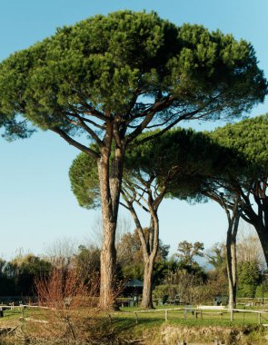 Prunicio 'nun yapay gölü, Toskana, İtalya