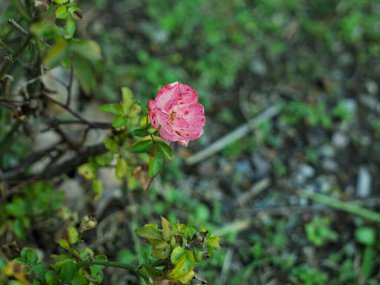 Yaz bahçesinde pembe Gül çiçek.