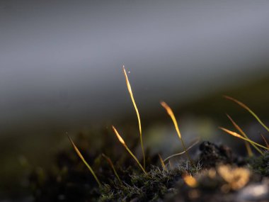 Güzel Parlak Yeşil yosunlar büyüyüp ormandaki sert taşları ve zemini kaplarlar. Makro görünüm ile göster. Duvar kağıdı için doğadaki yosun dokusuyla dolu kayalar. Yumuşak odaklanma. en üstteki görünüm