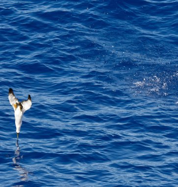 Maskeli sümsük yakın mesafeden geçirerek. Seçici odak üstünde beden-in kuş