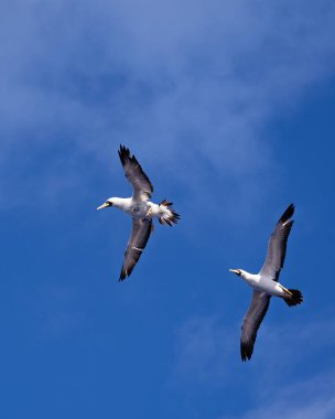 Maskeli sümsük yakın mesafeden geçirerek. Seçici odak üstünde beden-in kuş