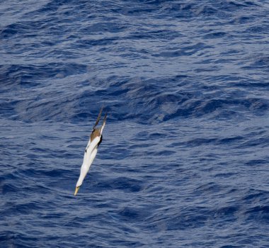 Maskeli sümsük yakın mesafeden geçirerek. Seçici odak üstünde beden-in kuş