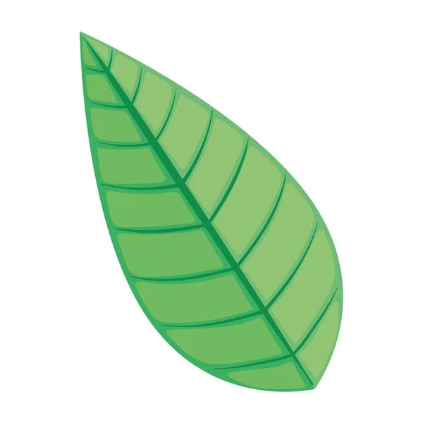 Leaf Plant Foliage Nature Icon — Stockvektor