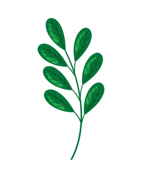 Green Branch Leafs Foliage — 스톡 벡터