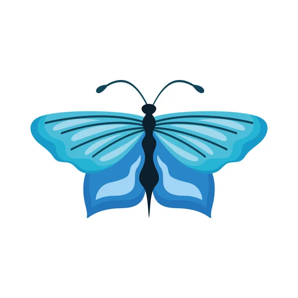 Schönheit Blauer Schmetterling Insekt Symbol — Stockvektor