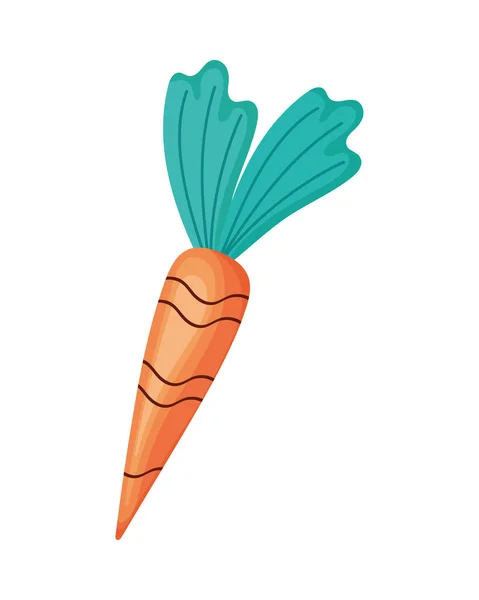 Φρέσκα Καρότα Λαχανικά Υγιεινά Τρόφιμα — Διανυσματικό Αρχείο