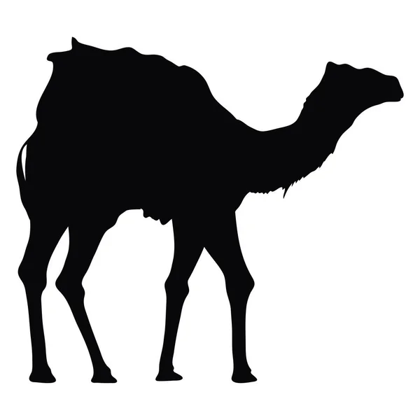 Camello Caminando Silueta Negro Icono Estilo — Vector de stock