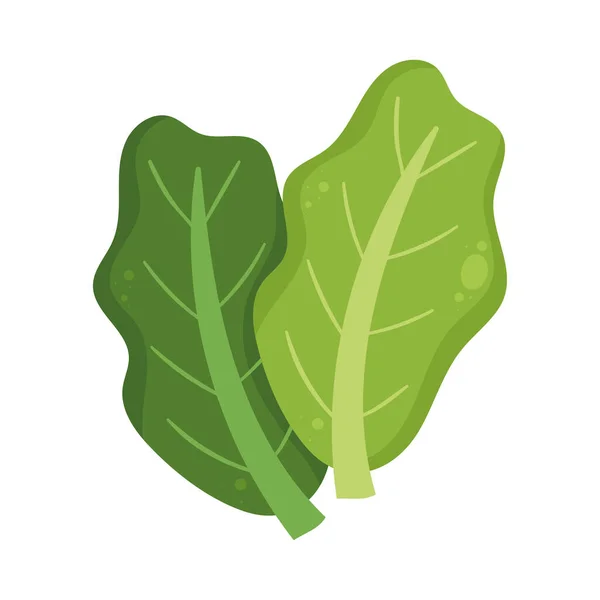 Fresh Lettuce Vegetable Healthy Food —  Vetores de Stock