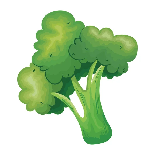 Taze Brokoli Sebze Sağlıklı Yiyecek — Stok Vektör