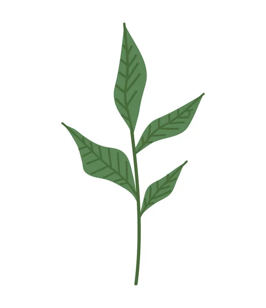 Branch Leafs Plant Foliage — 图库矢量图片
