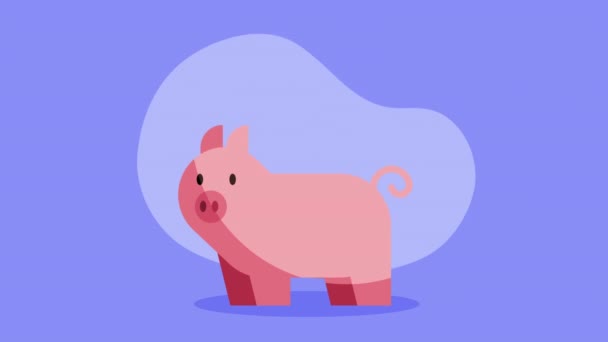 Piggy Coin Money Dollar Animation Video Animated — стоковое видео