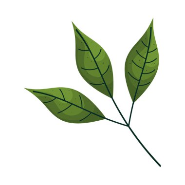 Yapraklar bitki yaprağı doğa simgesi
