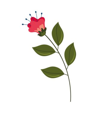 red spring flower garden nature