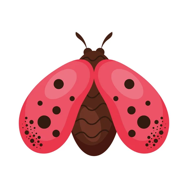 Ladybug Insect Flying Animal Icon — Stock Vector