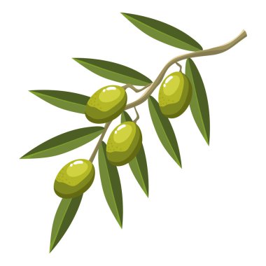 green olive seeds in branch icon