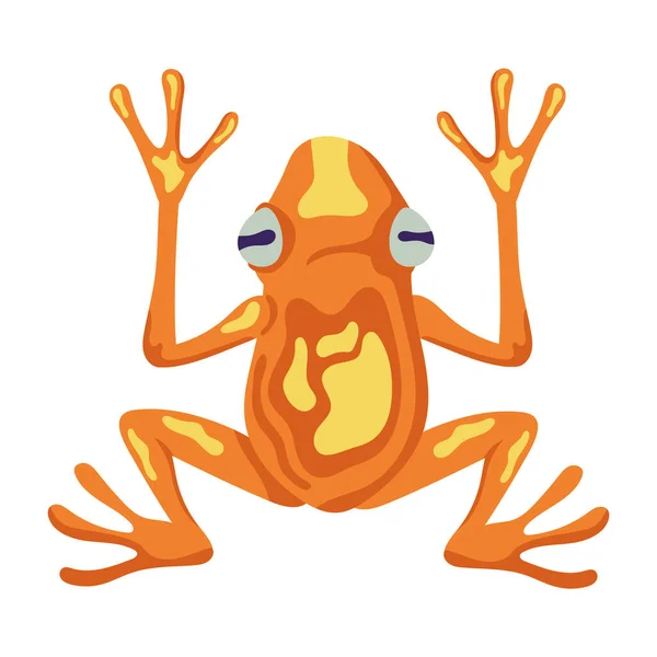 Orange Frog Exotic Animal Character — Vector de stock