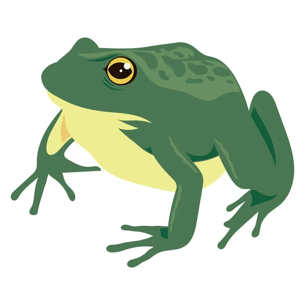 Green Bull Frog Amphibian Animal — Vector de stock