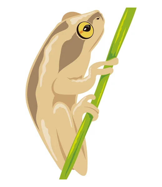 Beige Frog Amphibian Exotic Animal — Stock Vector