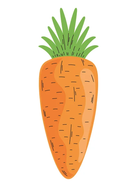 Свежие Морковные Овощи — стоковый вектор