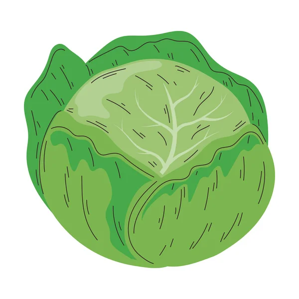 Fresh Lettuce Vegetable Healthy Food —  Vetores de Stock