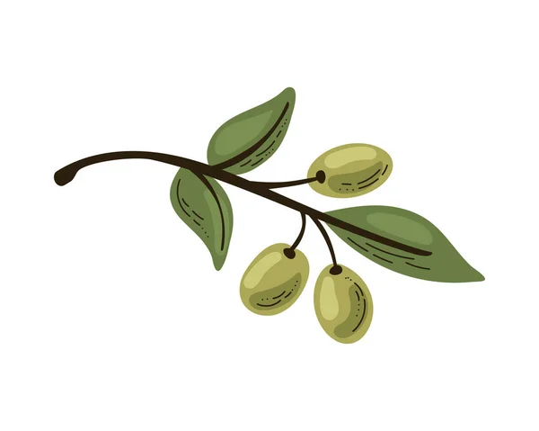 Aceitunas Verdes Frescas Rama Sobre Blanco — Vector de stock