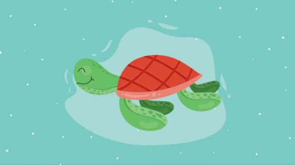 Niedlichen Schildkröte Tier Charakter Animation Video Animiert — Stockvideo