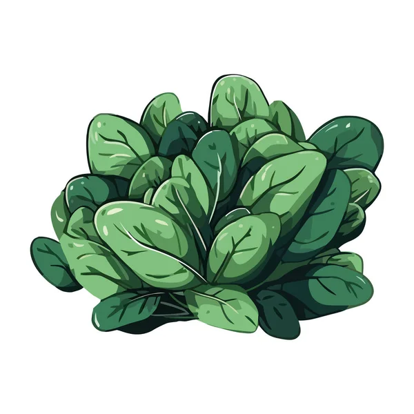 Świeże Zielone Zioła Warzywa Dla Zdrowego Odizolowania Ikony Jedzenia — Wektor stockowy