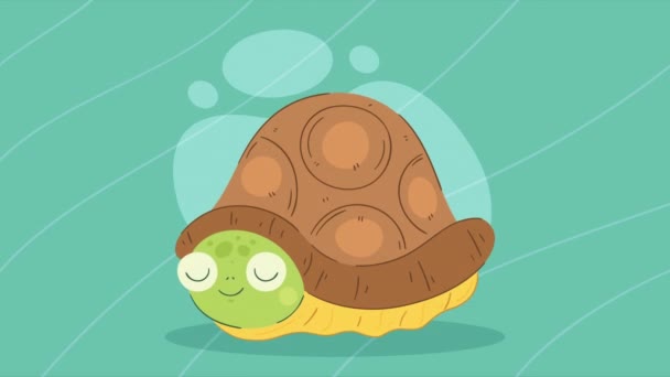 Cute Turtle Hidden Character Animation Video Animated — Stock Video