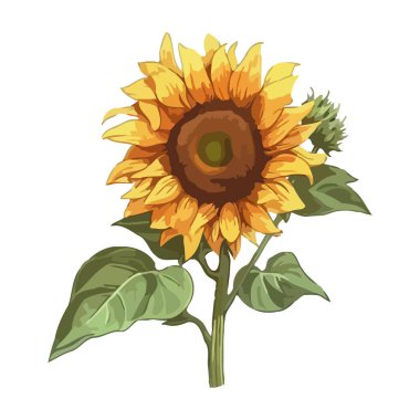 ayçiçeği doğa ikonu izole