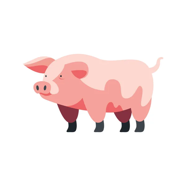 白い上の田舎の牧草地でかわいい子豚の放牧 — ストックベクタ