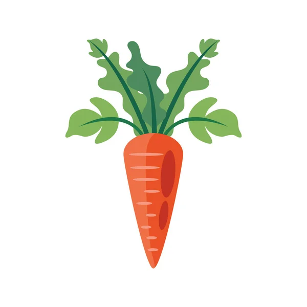 Свежая Органическая Морковь Над Белым — стоковый вектор