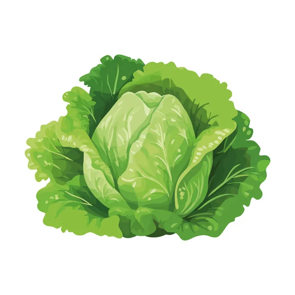 Fresh Green Lettuce White — Stock Vector