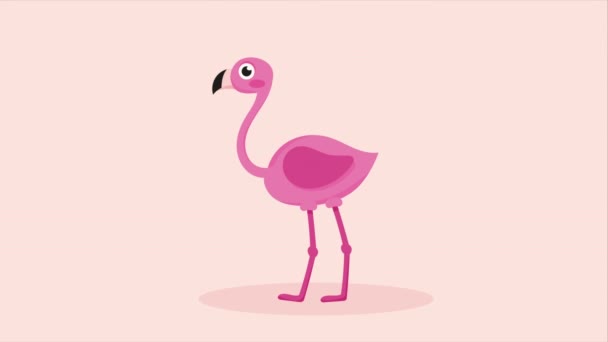 Liten Och Söt Flamingo Animation Video Animerad — Stockvideo