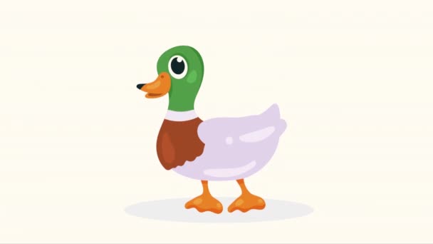 Cute Duck Farm Animal Animation Video Animated — Stock Video