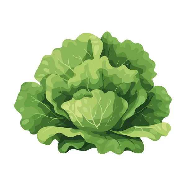Fresh Organic Lettuce Healthy Meal Option Icon Isolated — Stock Vector