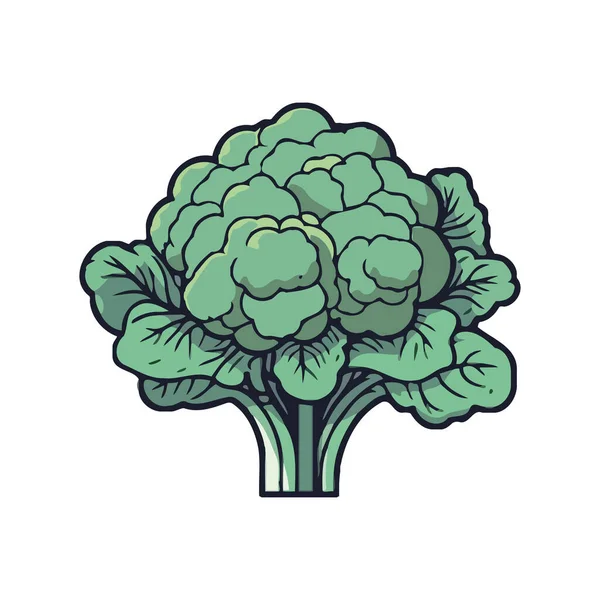Brócolis Ícone Vegetal Fresco Design Isolado — Vetor de Stock