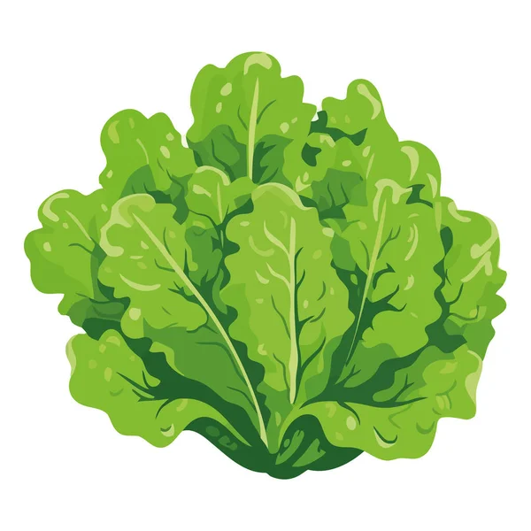 Laitue Biologique Fraîche Une Icône Végétarienne Repas Sain Isolée — Image vectorielle