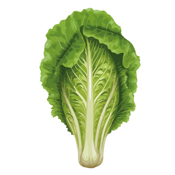 Свежая Органическая Капуста Вегетарианская Еда Зеленый Икона Растения — стоковый вектор