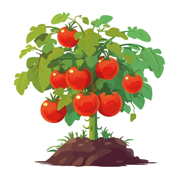 新鮮な有機熟したトマトの木のアイコンは隔離された — ストックベクタ