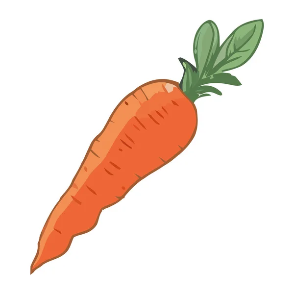 Fresh Organic Carrot White — Stock Vector