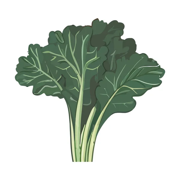 Salade Bio Fraîche Persil Sur Blanc — Image vectorielle
