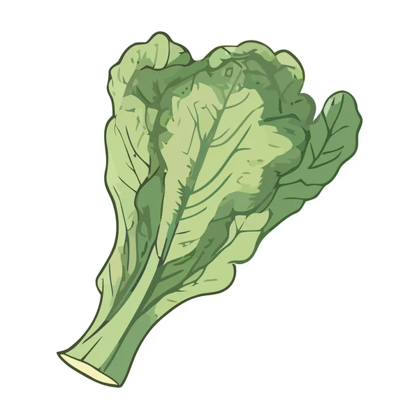 Salade Chou Fraiche Biologique Sur Blanc — Image vectorielle