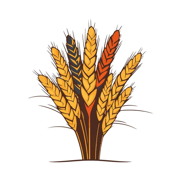 Пшениця Ячмінь Зібрані Свіжого Хліба Над Білим — стоковий вектор