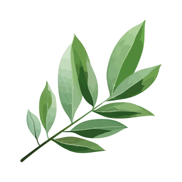 Свежие Зеленые Листья Летней Ветви Деревьев Над Белыми — стоковый вектор