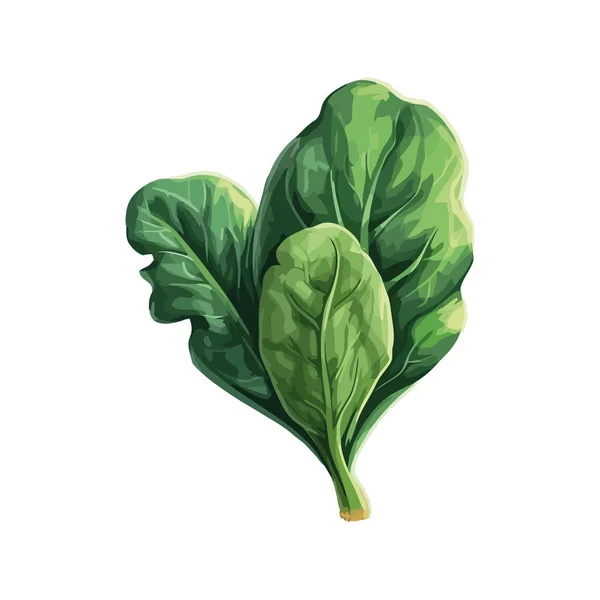 Verse Biologische Kruid Kruiden Voor Vegetarische Salade Pictogram Geïsoleerd — Stockvector