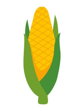 corn vegetable organic icon isolated